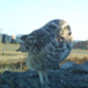 Meet your Posher, Lynne